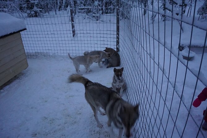10 km Authentic Husky Safari in the Taiga Forest – Family Kennel - Rovaniemi Pickup to the Quiet Taiga: Plan for the Drive