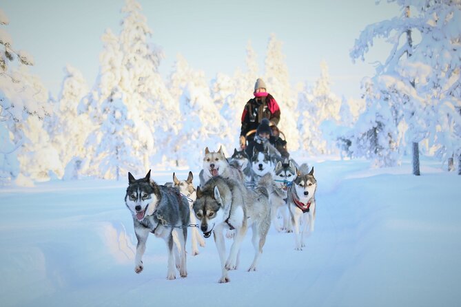 10 km Authentic Husky Safari in the Taiga Forest – Family Kennel - The 10 km Self-Driven Husky Safari Through Snowy Taiga
