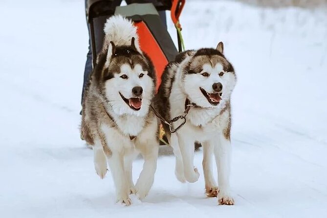 10 km Authentic Husky Safari in the Taiga Forest – Family Kennel - Price and Value in Lapland: Why This Costs $262