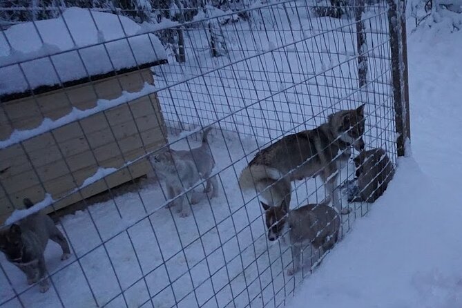 10 km Authentic Husky Safari in the Taiga Forest – Family Kennel - First Meeting at the Kennel: Safety Briefing and How Driving Actually Works