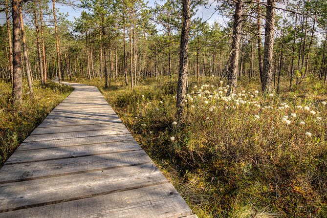 2.5 Hours Hike in Vaattunkikongas Forest Trail - Getting the most out of the silence on a forest hike