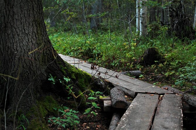 2.5 Hours Hike in Vaattunkikongas Forest Trail - All-year-round hiking: what changes by season on this trail