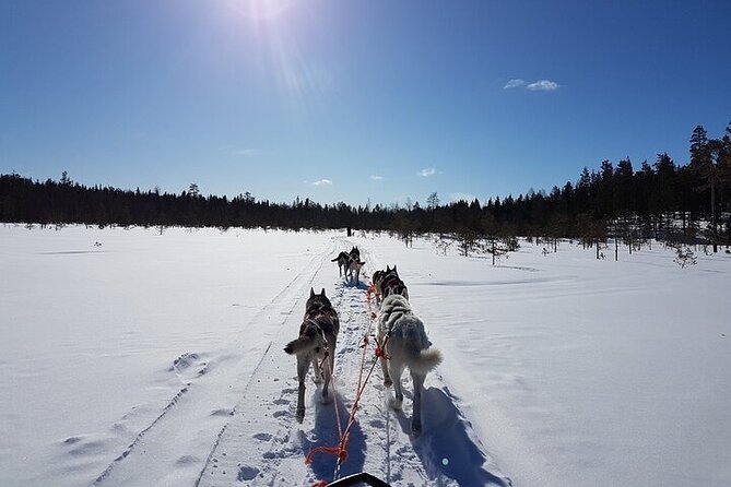 5KM Husky Sled Ride from Levi - Price and value: why $234.98 can make sense here