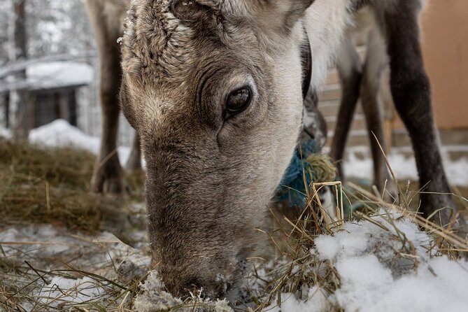 8-10km Husky Ride in the Taiga and Visit Other Farm Animals - Meeting the Kennel Team: Firelight, Mussher Stories, and Dog Life