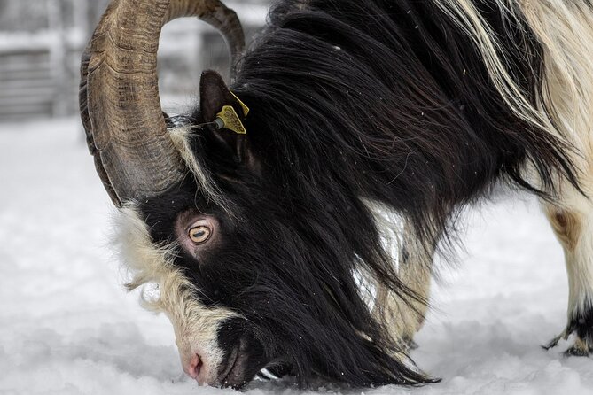 8-10km Husky Ride in the Taiga and Visit Other Farm Animals - Group Size and English Support: What That Means for Your Day