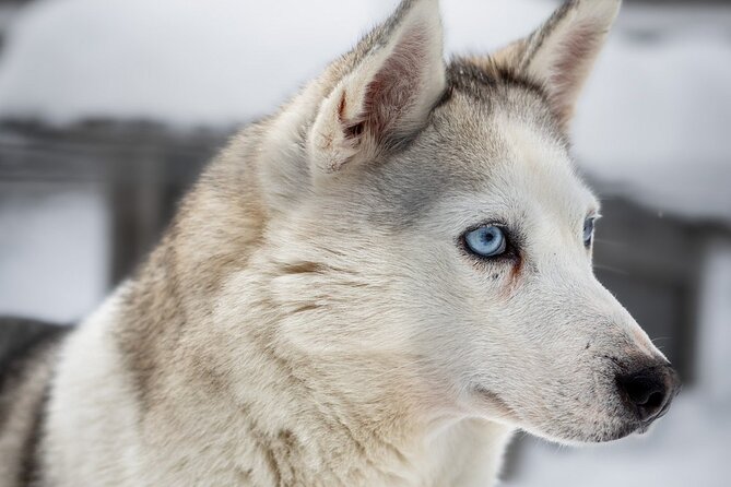 8-10km Husky Ride in the Taiga and Visit Other Farm Animals - Price and Value: Is $272.83 Fair for What You Get?