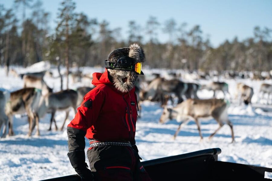 A day with reindeer herders in the wilderness - Key things you’ll remember