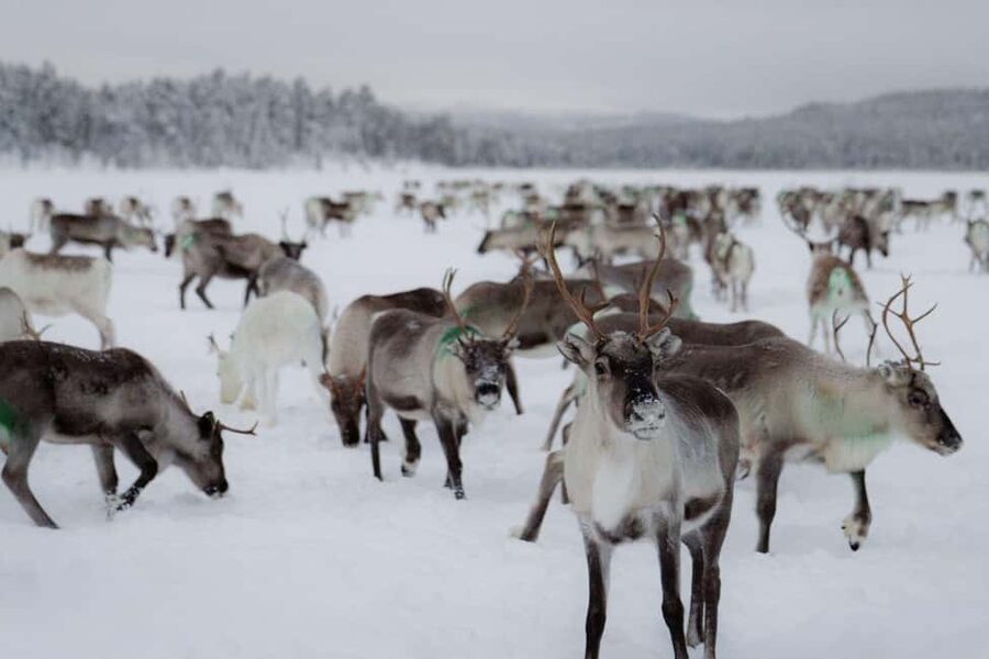 A day with reindeer herders in the wilderness - Reindeer herding from Ivalo: the early morning advantage