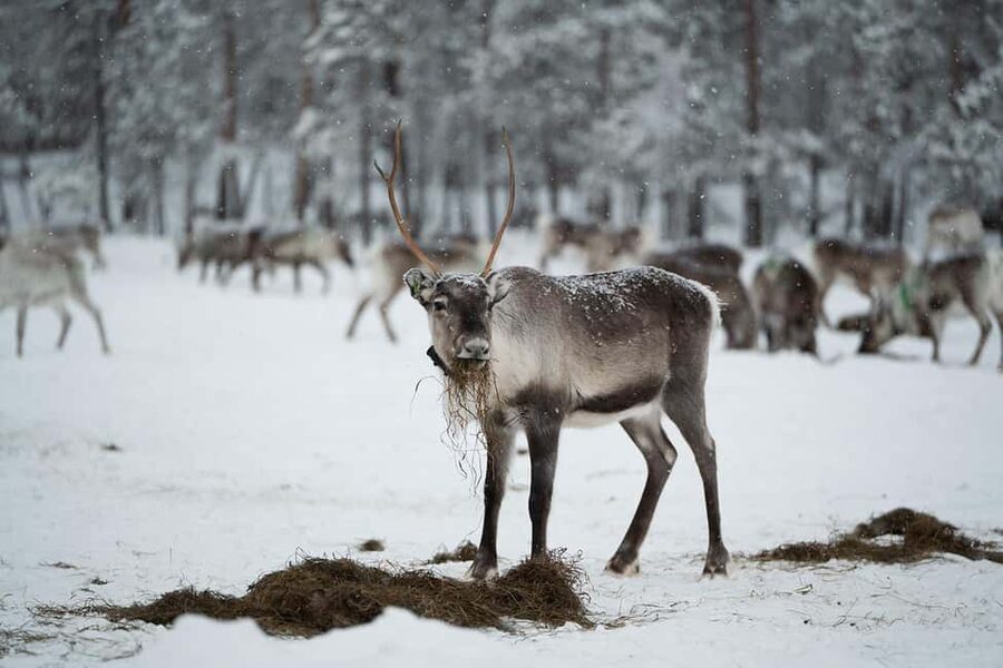 A day with reindeer herders in the wilderness - Feeding hundreds of reindeer in their forest home