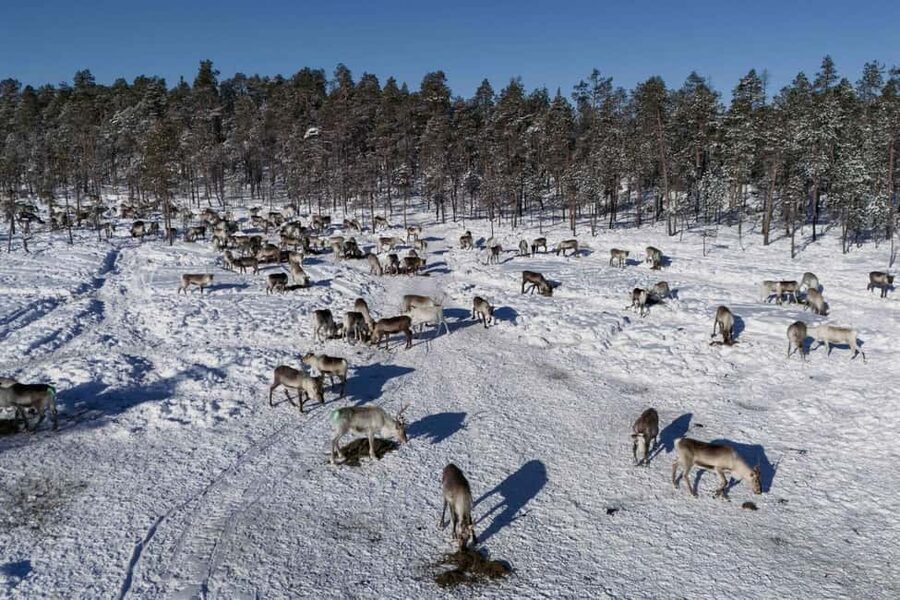 A day with reindeer herders in the wilderness - Open-fire sausages, berry juice, and the stories behind the work