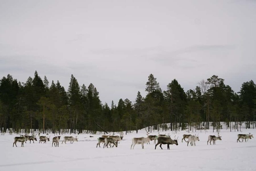 A day with reindeer herders in the wilderness - Cold-weather reality check: minus-degree comfort needs planning