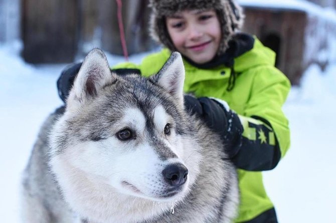 A fun 3-km Husky Safari from Levi Including a Husky Sled Ride - Key points before you go