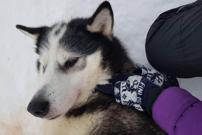 A fun 3-km Husky Safari from Levi Including a Husky Sled Ride - The 3 km Husky sled ride: quiet power and simple rules