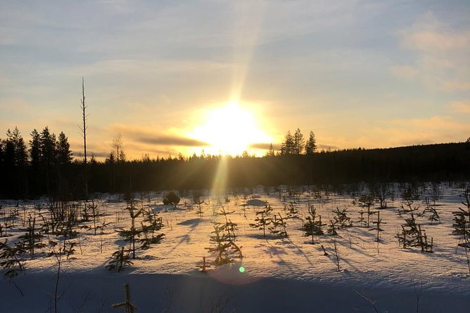 A fun 3-km Husky Safari from Levi Including a Husky Sled Ride - Group size, vibe, and who this suits best