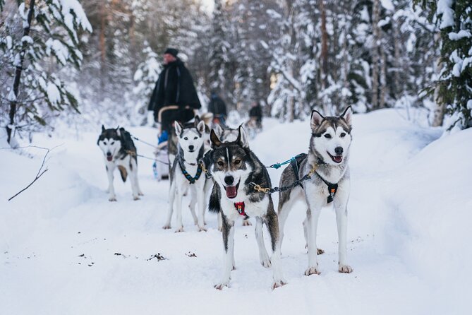 Apukka Husky Adventure in Rovaniemi - Key Things That Make This Husky Safari Worth It