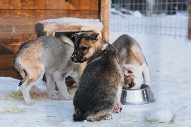 Apukka Husky Adventure in Rovaniemi - Gear Up the Right Way: Winter Clothing and Staying Comfortable