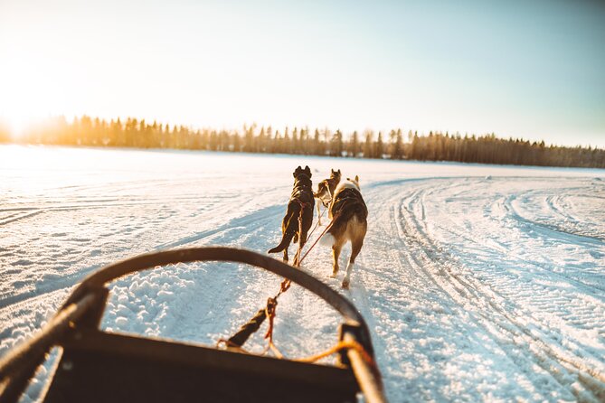 Apukka Husky Adventure in Rovaniemi - The Briefing Before the Safari: How Mushing Actually Works