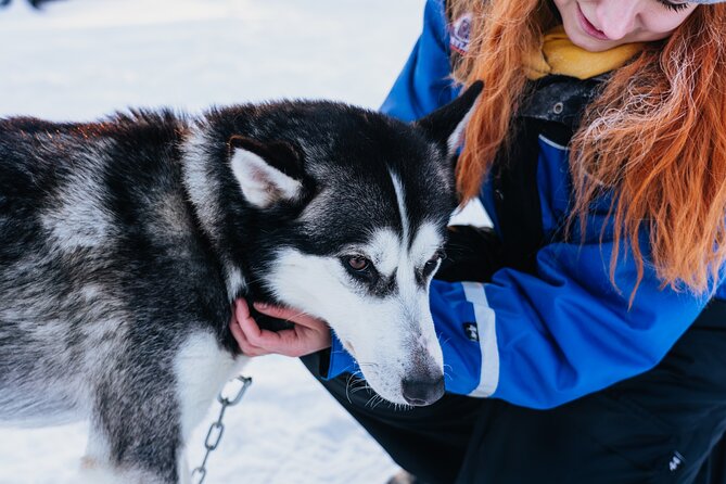 Apukka Husky Adventure in Rovaniemi - The Forest Safari: A Guided 7 to 10 km Ride You Can Actually Enjoy