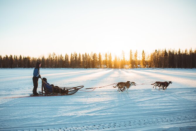 Apukka Husky Adventure in Rovaniemi - After the Ride: Hot Lingonberry Juice, Cookies, and Dog Time