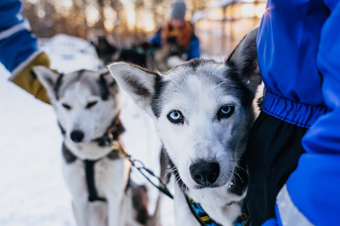 Apukka Husky Adventure in Rovaniemi - The Human Factor: Guides, Group Size, and Handling Concerns