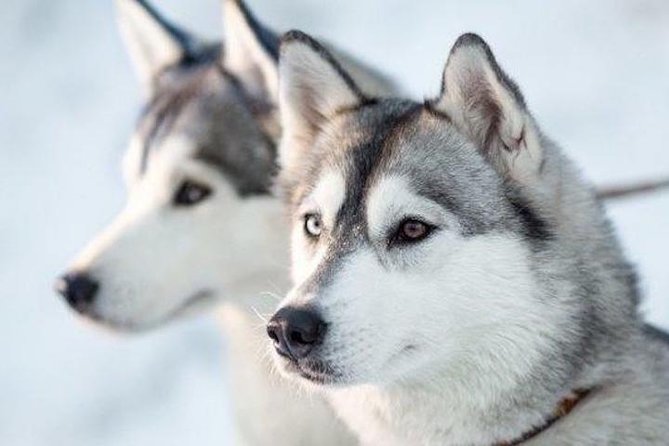 Apukka Husky Adventure in Rovaniemi - Price and What You’re Really Paying For ($239.09)