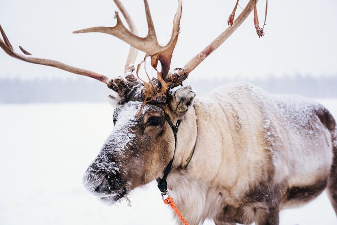 Apukka Reindeer Journey - Key points to know before you go
