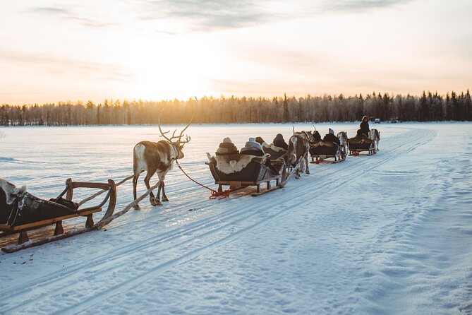 Apukka Reindeer Journey - The reindeer time: petting, photos, and why it matters