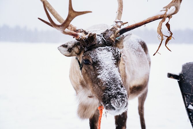 Apukka Reindeer Journey - The sleigh ride itself: what the cold can teach you
