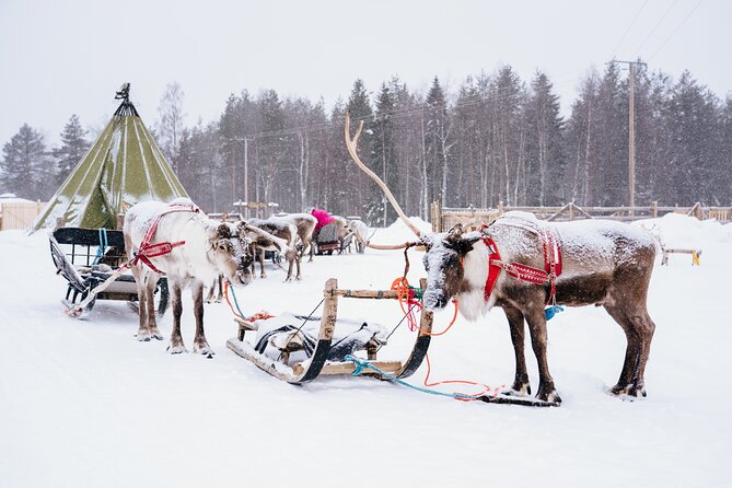 Apukka Reindeer Journey - Pickup and meeting point: avoid the time-trap