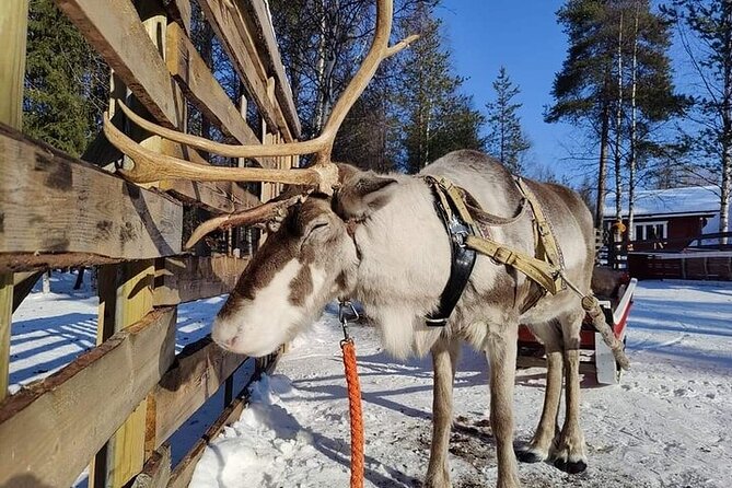 Arctic Animals Adventure with Lunch Buffet - Key highlights