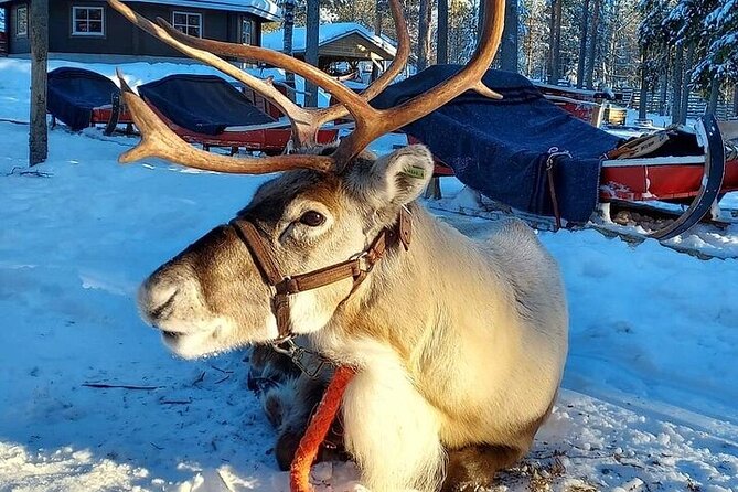Arctic Animals Adventure with Lunch Buffet - Morning at the Arctic farm: huskies, reindeer, and Kota warmth
