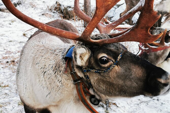 Arctic Animals Adventure with Lunch Buffet - Transfer to Ranua Wildlife Park: 80 km, about 1 hour, and a pace reset