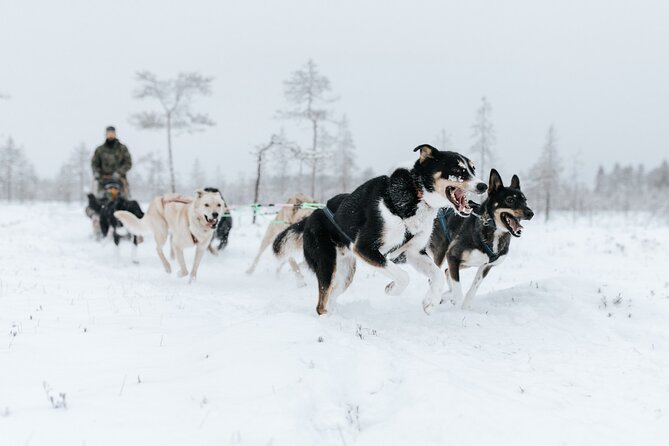 Arctic Animals Adventure with Lunch Buffet - Winter clothing included: why this can be better than guessing