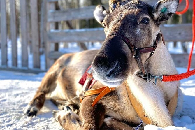 Arctic Animals Adventure with Lunch Buffet - The husky and reindeer rides: short distances, real Lapland theater