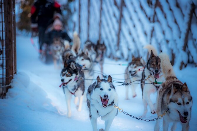 Arctic Animals Combo Safari, Reindeer and Husky Adventure - Key highlights you will actually notice