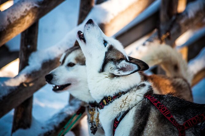 Arctic Animals Combo Safari, Reindeer and Husky Adventure - Why this 3-hour combo works in Rovaniemi