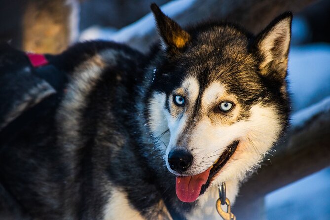 Arctic Animals Combo Safari, Reindeer and Husky Adventure - Husky time at Arctic Circle Husky Park: training, then the sled safari