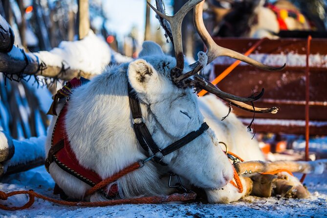 Arctic Animals Combo Safari, Reindeer and Husky Adventure - Guides, group flow, and the English requirement