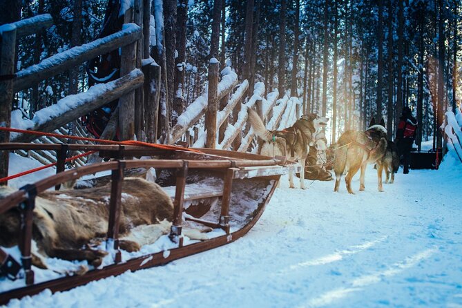 Arctic Animals Combo Safari, Reindeer and Husky Adventure - Price and logistics: what your money really covers