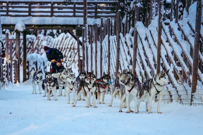 Arctic Animals Combo Safari, Reindeer and Husky Adventure - Weather and timing: the real Arctic variable