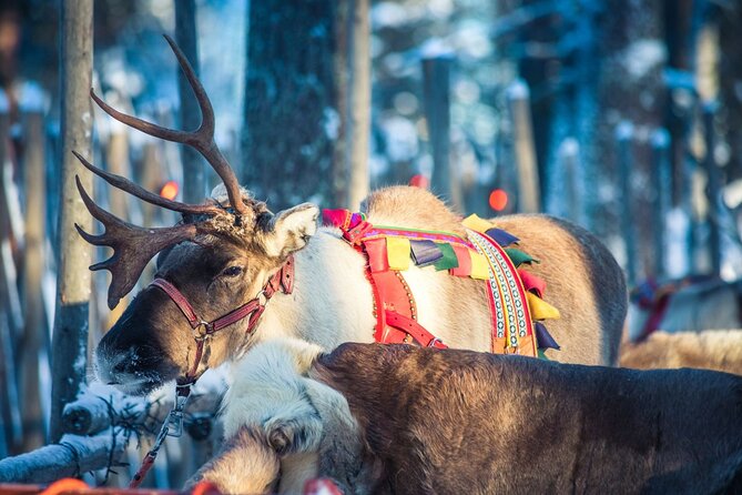 Arctic Animals Combo Safari, Reindeer and Husky Adventure - Who should book this Arctic Animals Combo, and who should skip