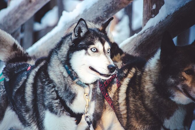 Arctic Animals Combo Safari, Reindeer and Husky Adventure - Should you book it?