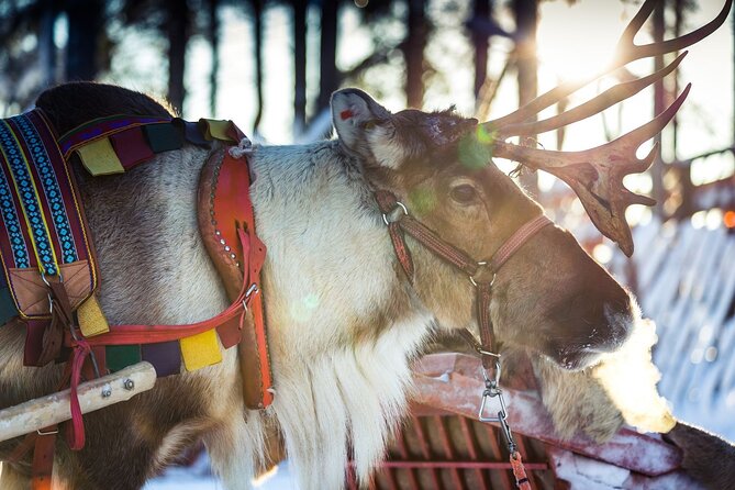 Arctic Animals Combo Safari, Reindeer and Husky Adventure - Konttaniemi Reindeer Farm: the self-driving sleigh starts with real husbandry