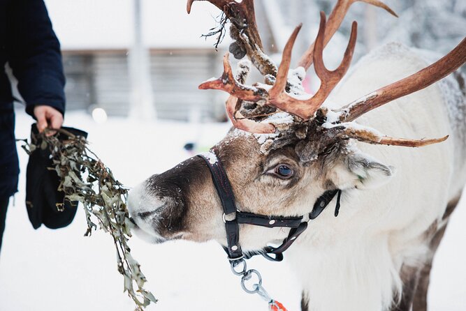 Arctic Circle Highlights Family Day - Getting there without the headache: city-center pickup and drop-off
