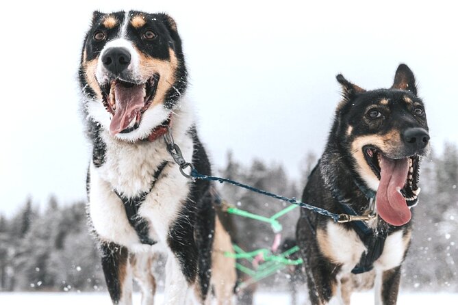 Arctic Husky Adventure in Rovaniemi - Group Size, “Conveyor Belt” Feel, and How to Get the Best Experience