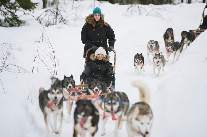 Arctic Husky Adventure in Rovaniemi - Who This Tour Fits Best in Rovaniemi