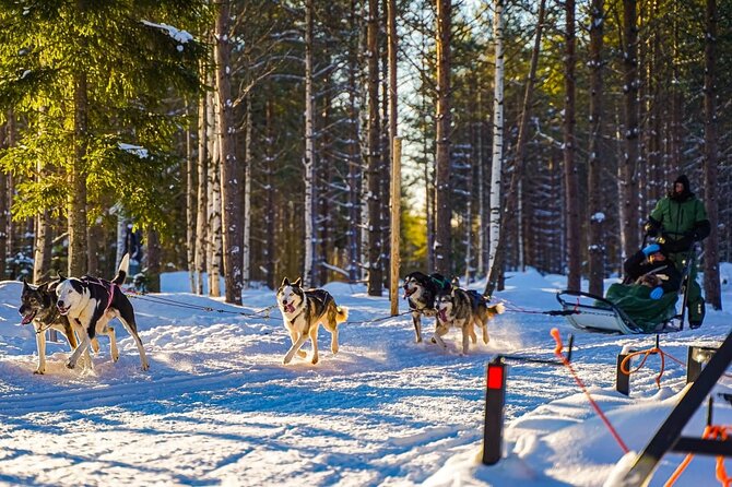 Arctic Husky Adventure in Rovaniemi - Arctic Forest Photo Stop and the Kota Warm-Up