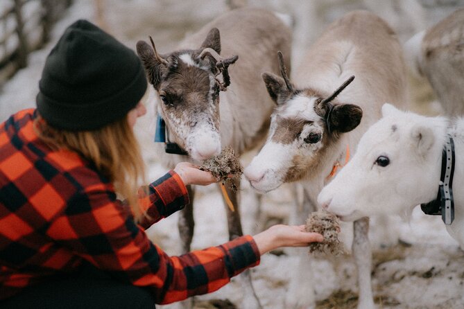 Arctic Reindeer Farm Experience with Snowshoeing in the Wild - Key highlights worth planning around
