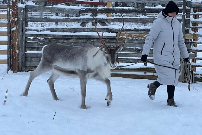 Arctic Reindeer Farm Experience with Snowshoeing in the Wild - Private reindeer farm peace, right outside Levi