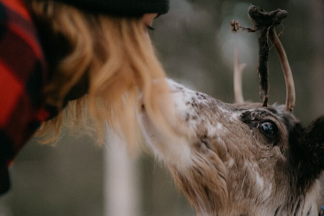 Arctic Reindeer Farm Experience with Snowshoeing in the Wild - Practical Tips To Stay Comfortable And Actually Enjoy It